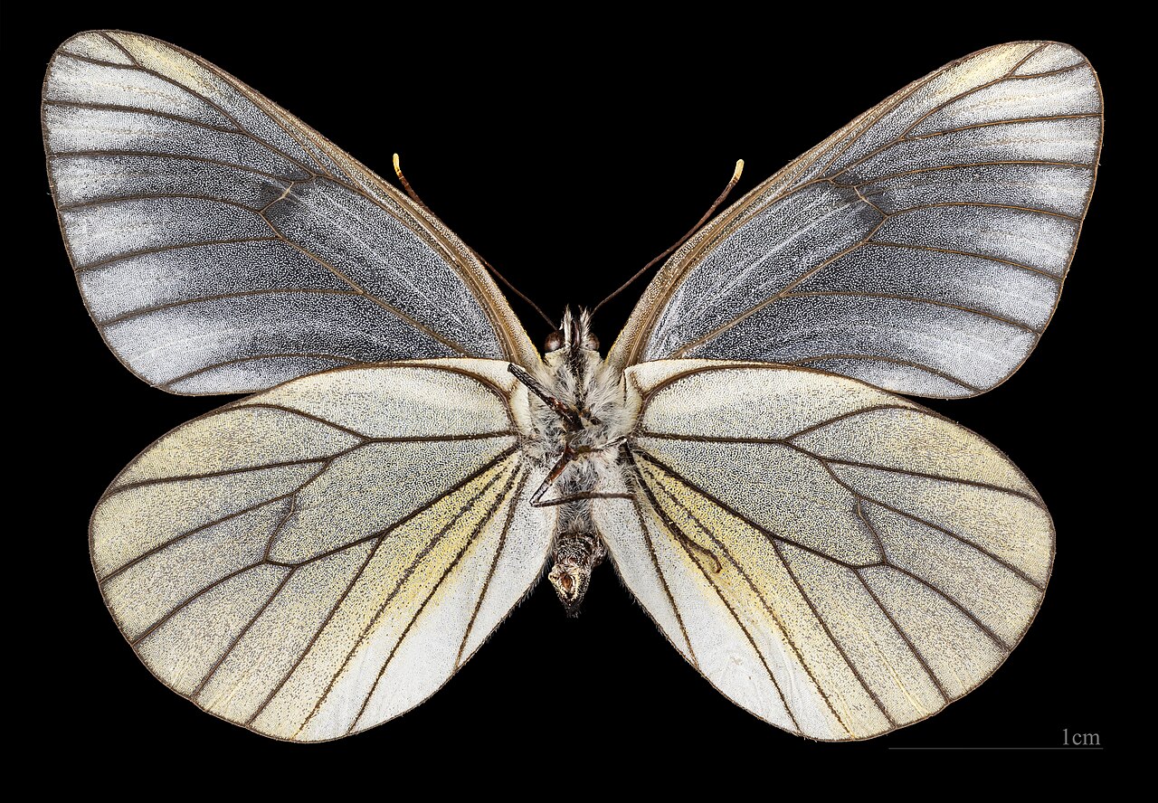 Aporia (Fargo)