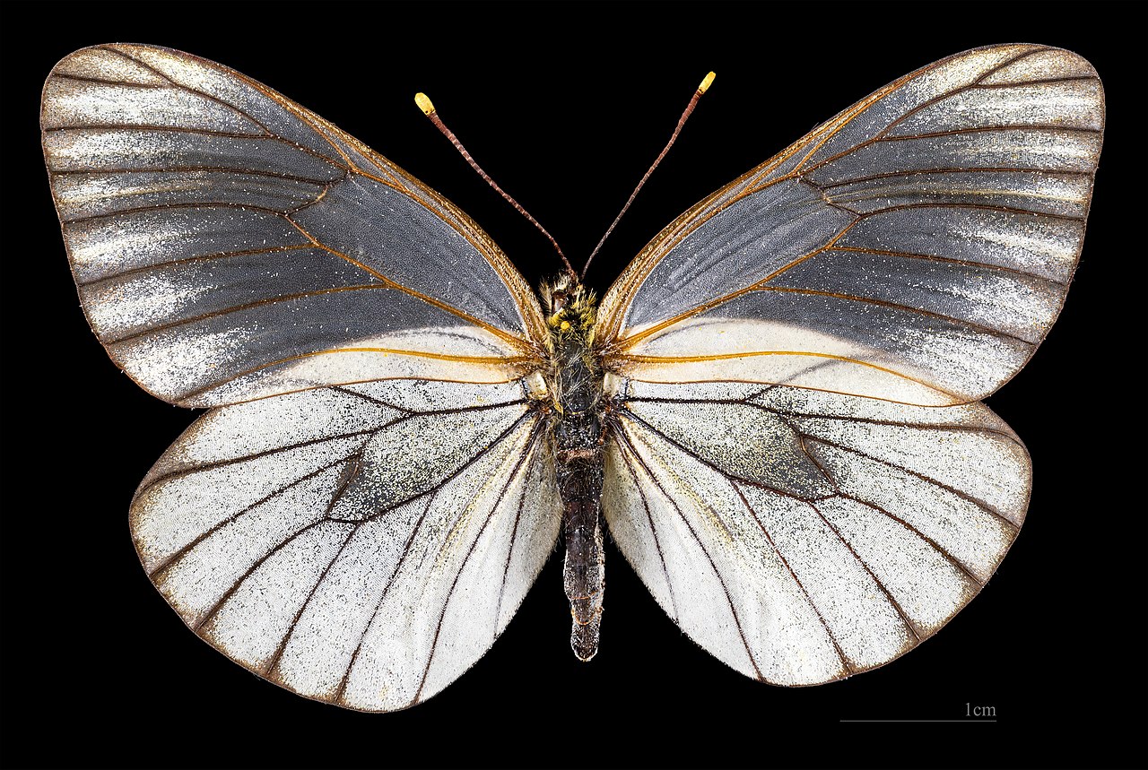 Aporia (Fargo)
