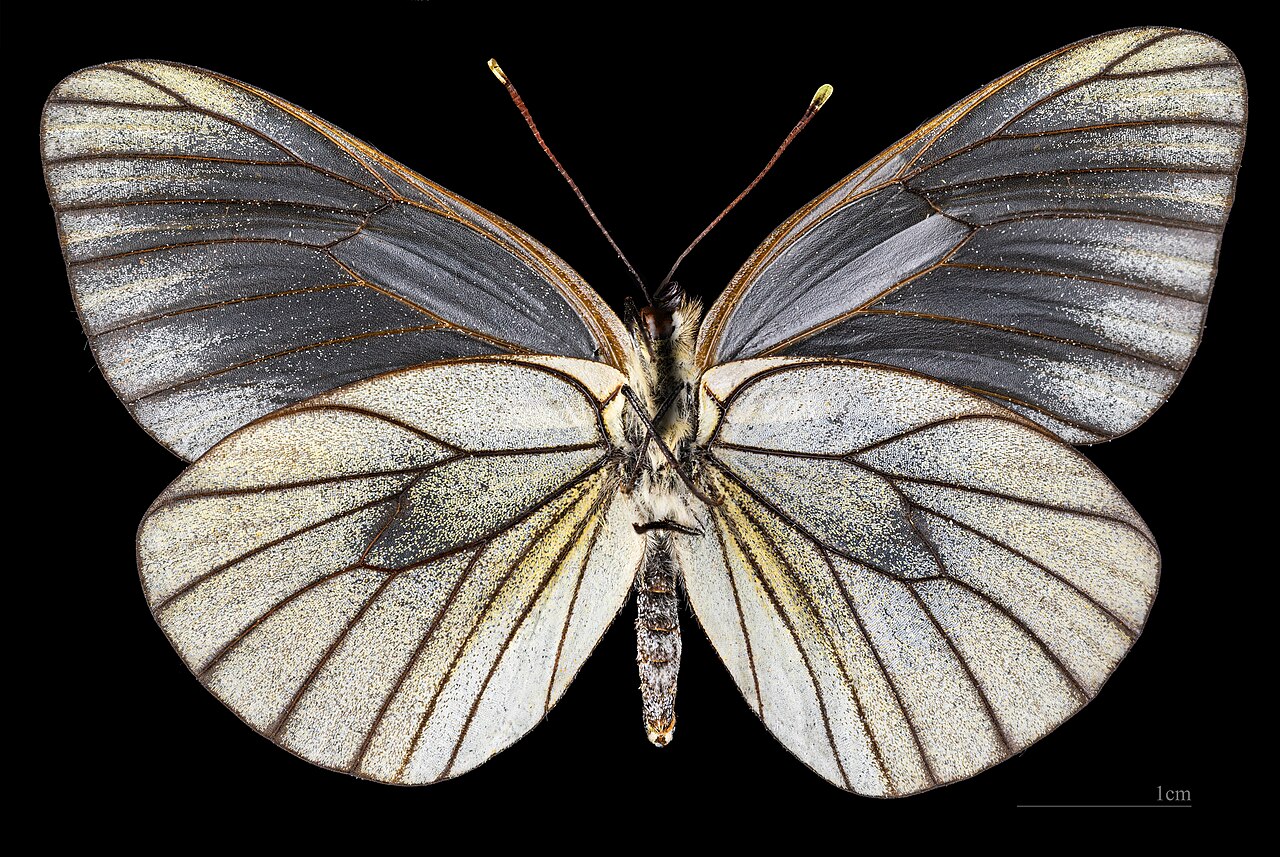 Aporia (Fargo)
