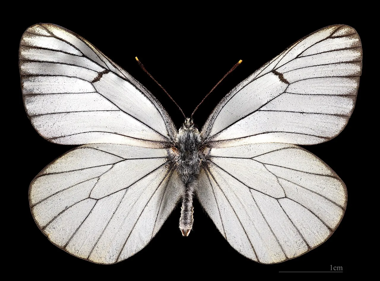 Aporia (Fargo)
