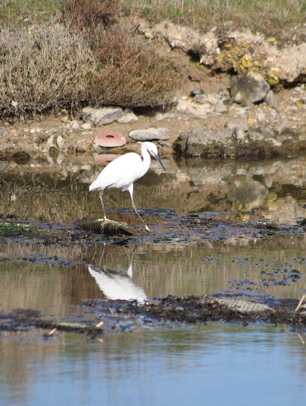 Aigrette