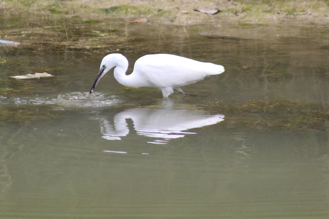 Aigrette