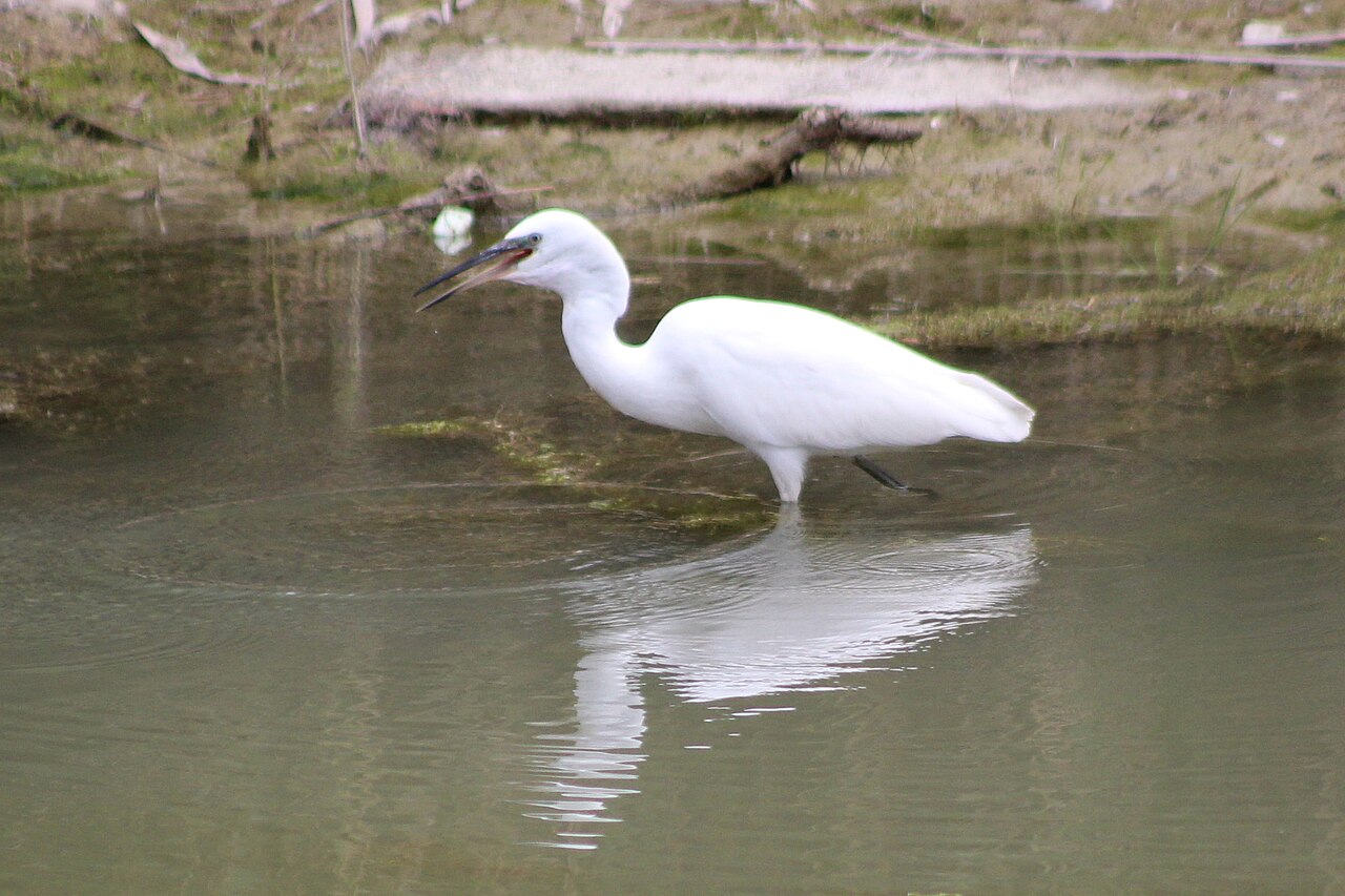 Aigrette
