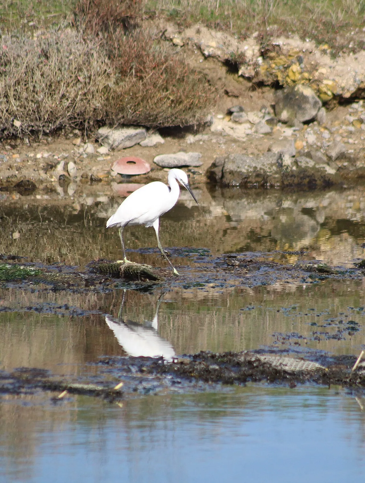 Aigrette