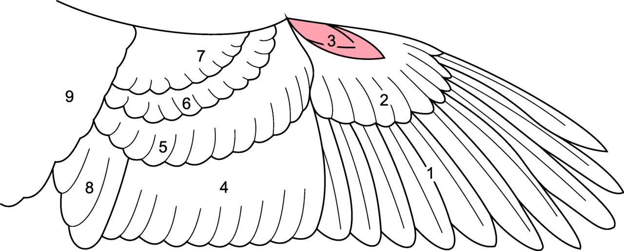 Alula