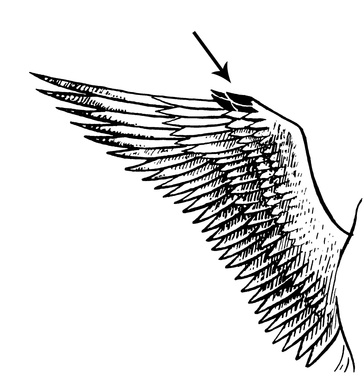 Alula