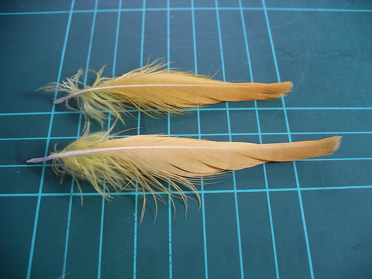 Crest (feathers)