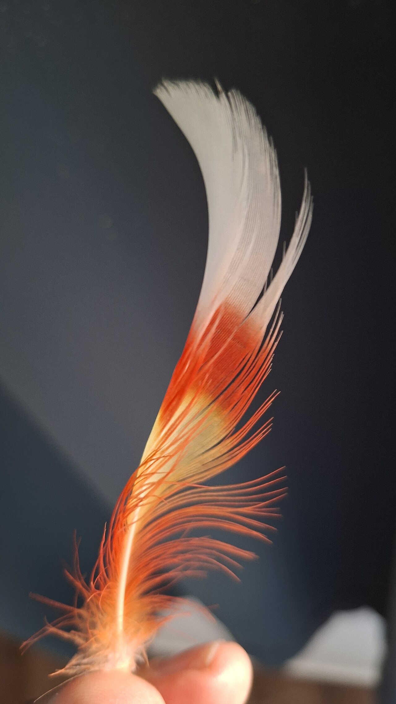 Crest (feathers)