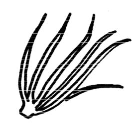 Down feather