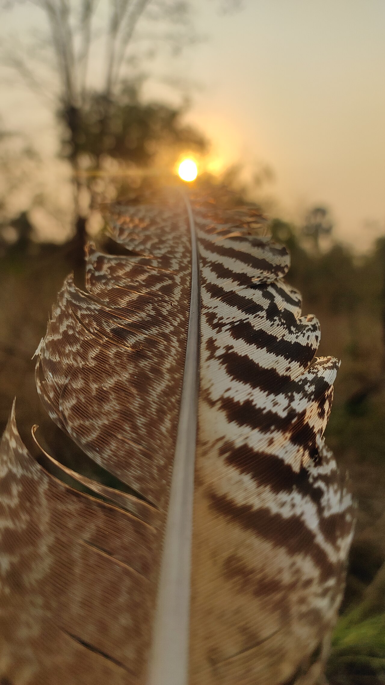 Eagle feather law