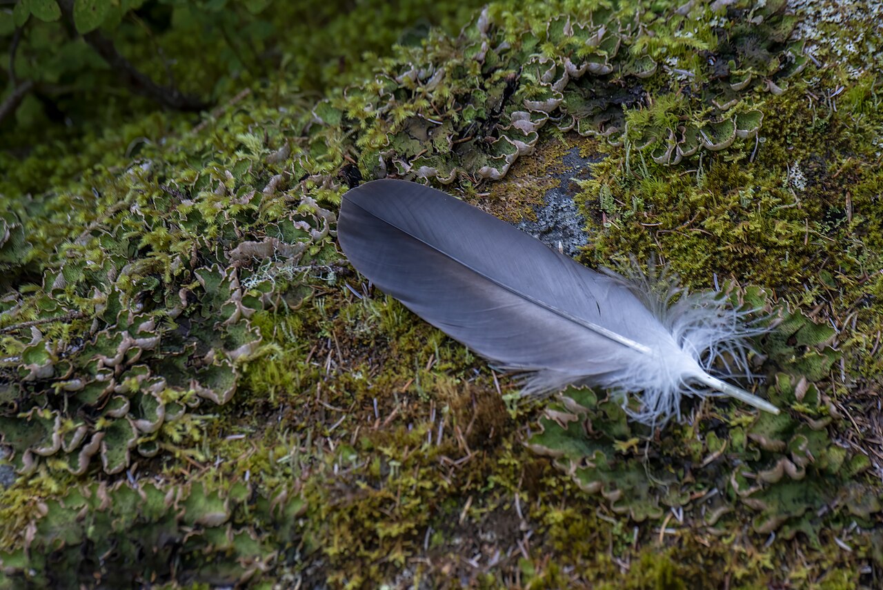Eagle feather law