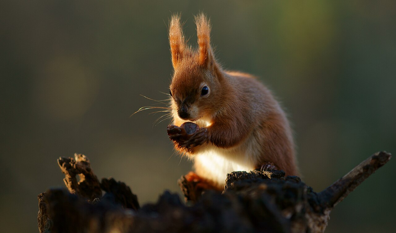 Ear tuft
