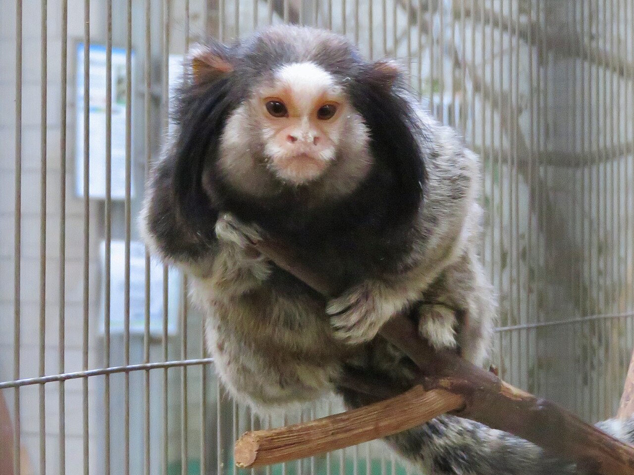 Ear tuft