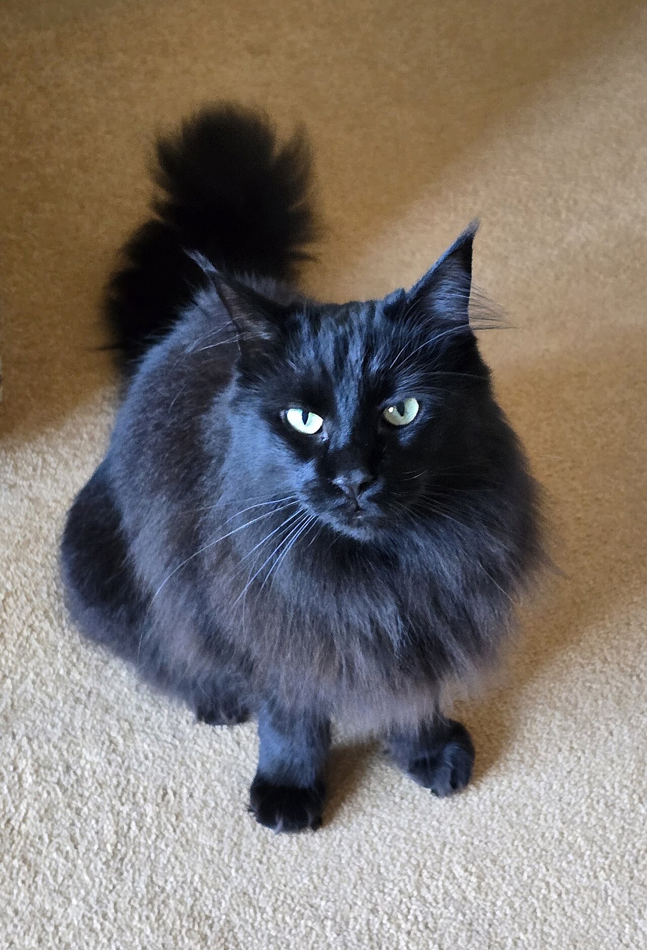 Ear tuft