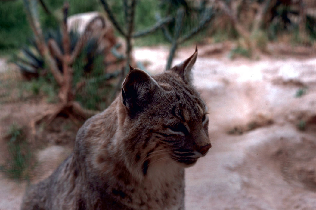 Ear tuft