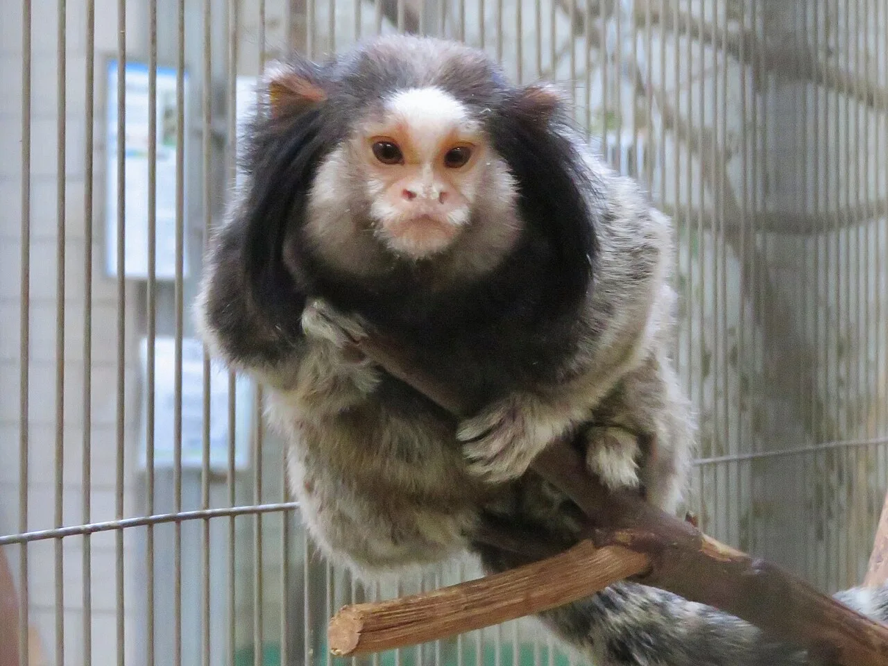 Ear tuft