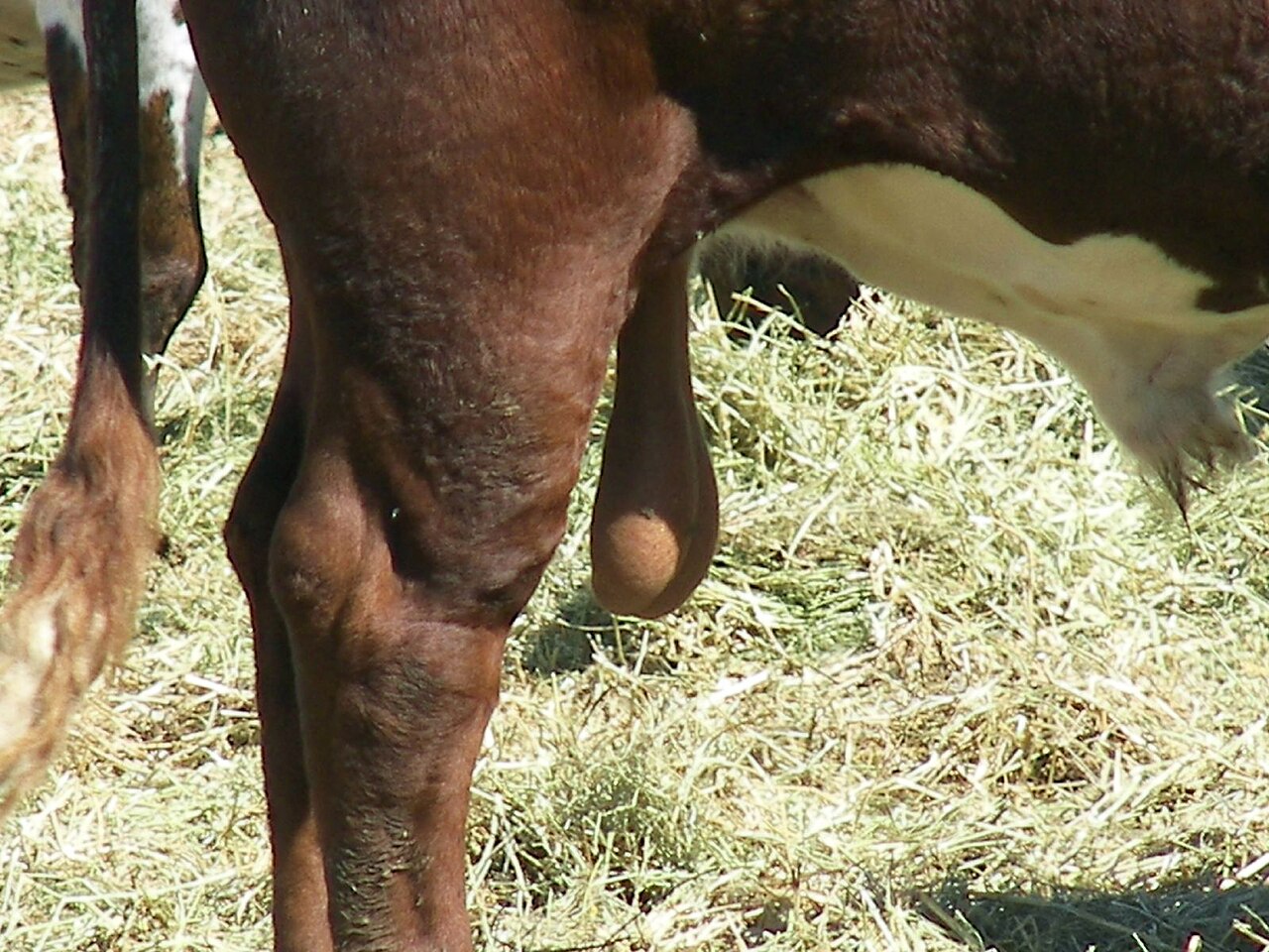 Bull testicles