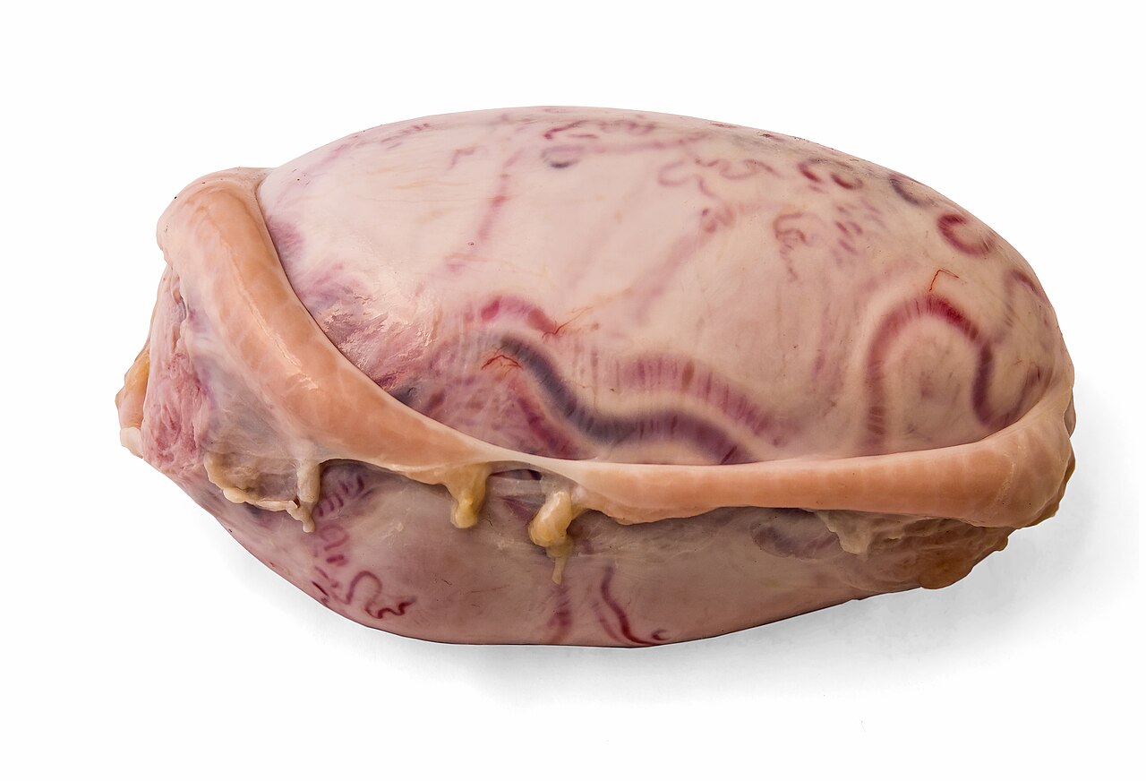 Bull testicles