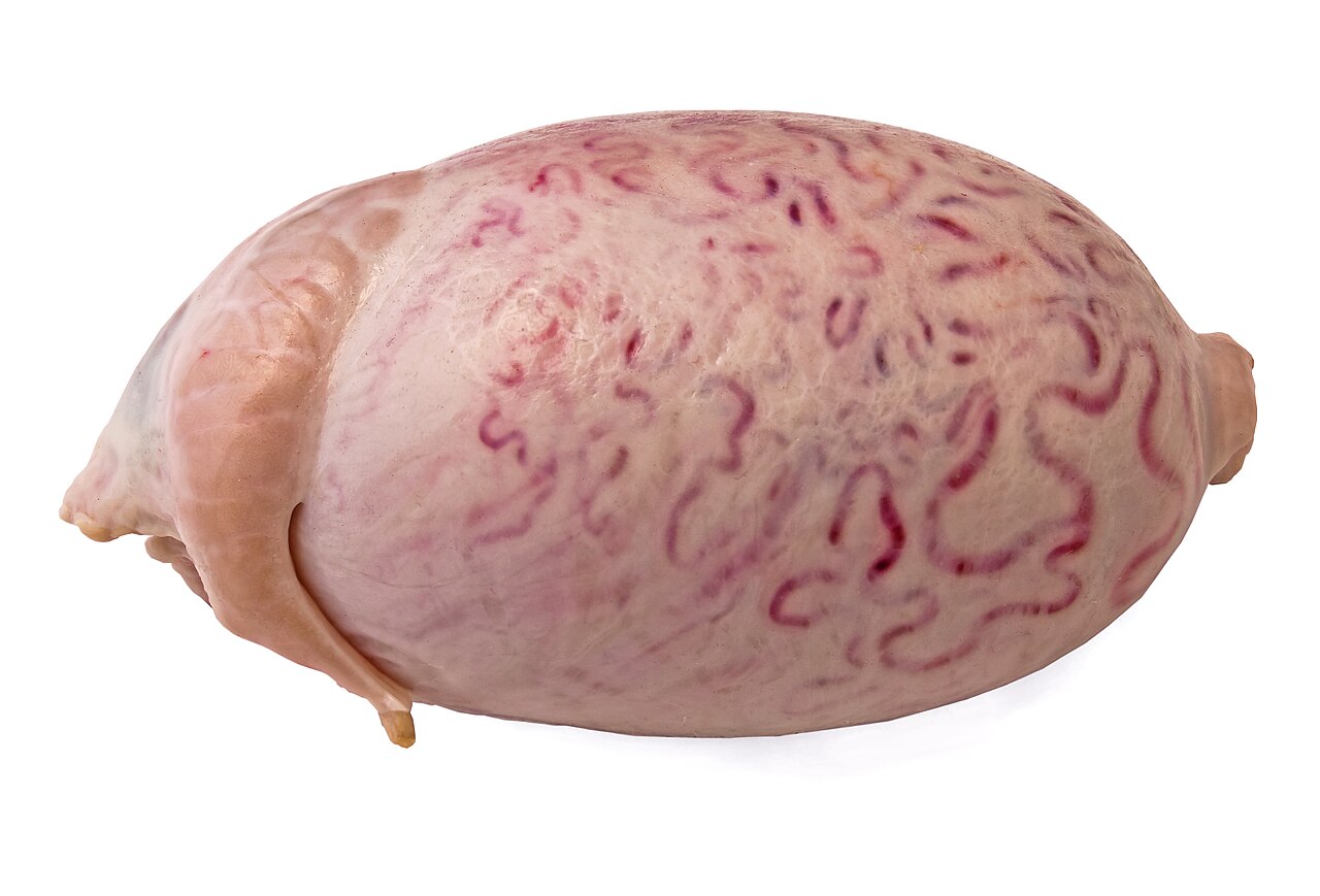 Bull testicles