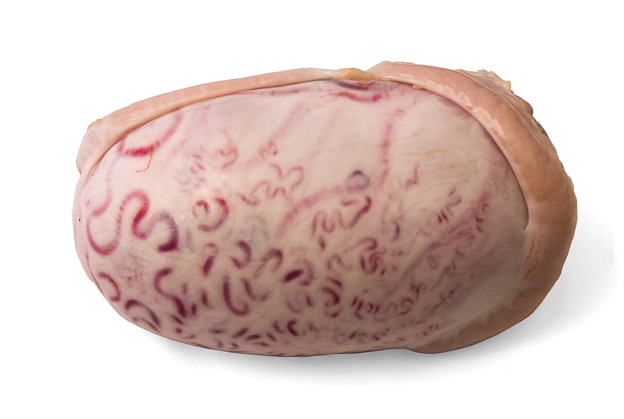 Bull testicles