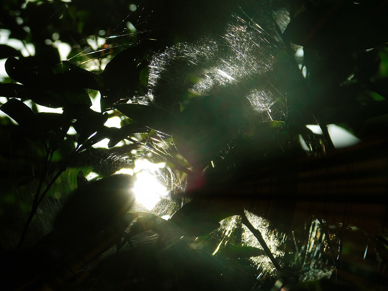 Calamansi
