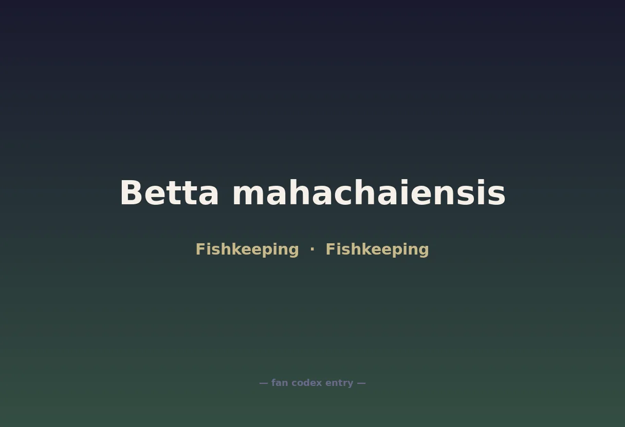 Betta mahachaiensis