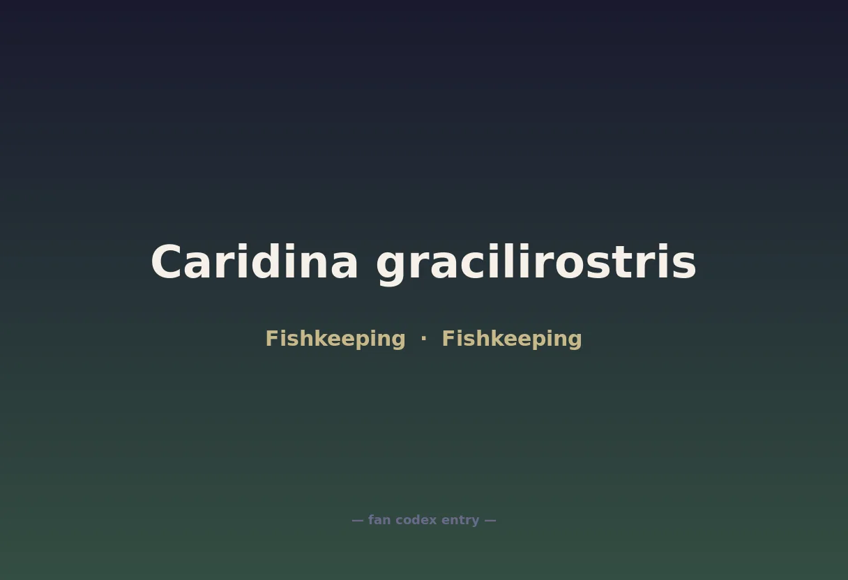 Caridina gracilirostris