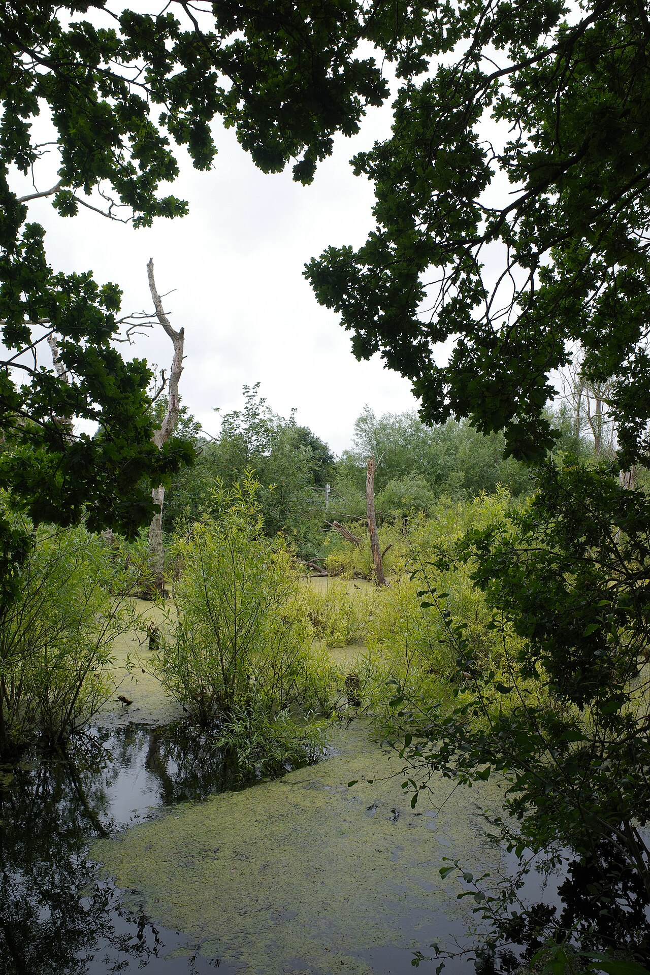 A boggy area between the railway and the Battye Cut of the Calder and Hebble Navigation - geograph.org.uk