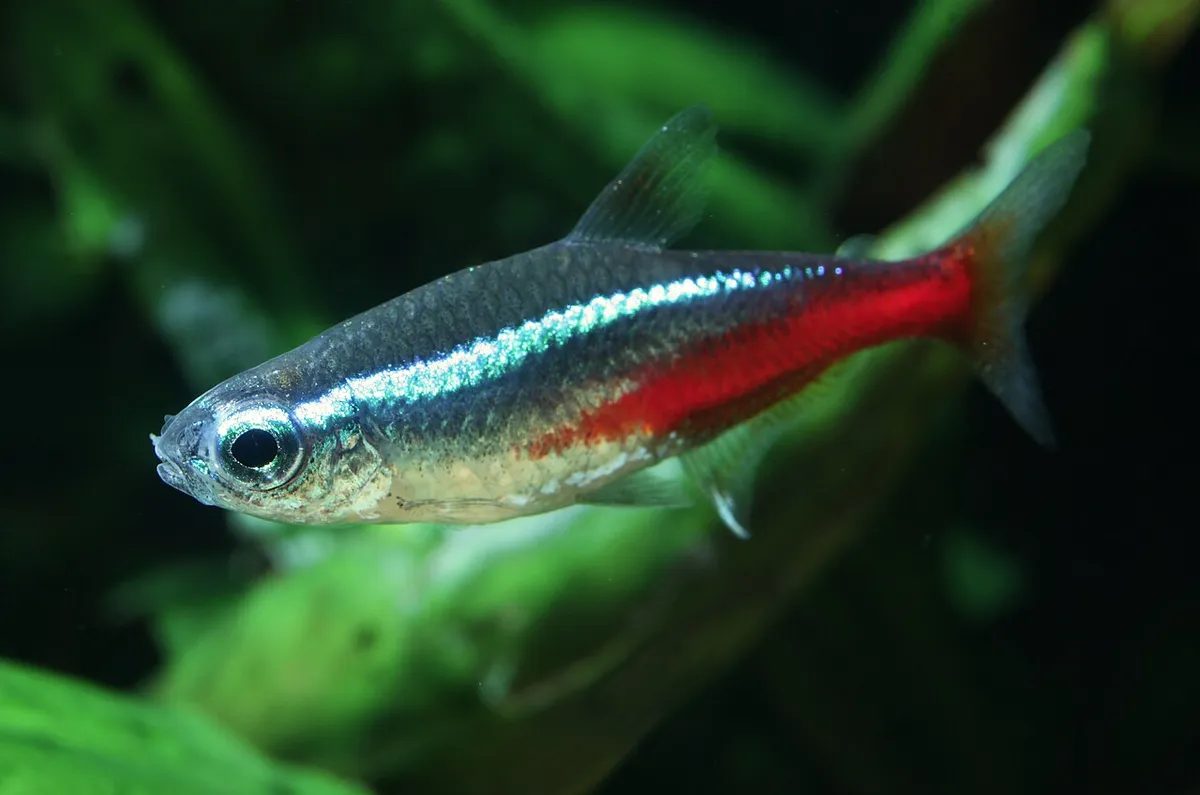 Neon tetra