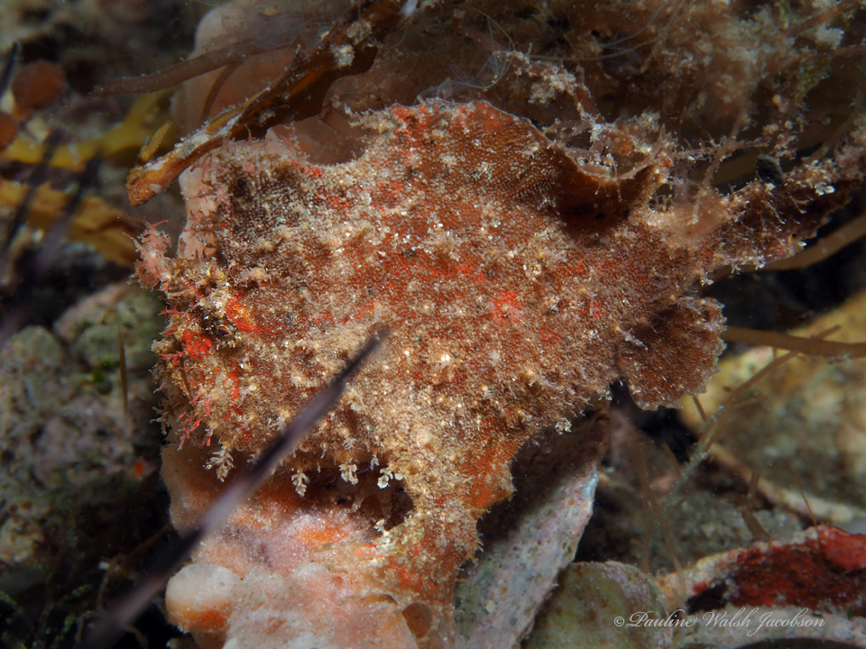 Antennarius pauciradiatus