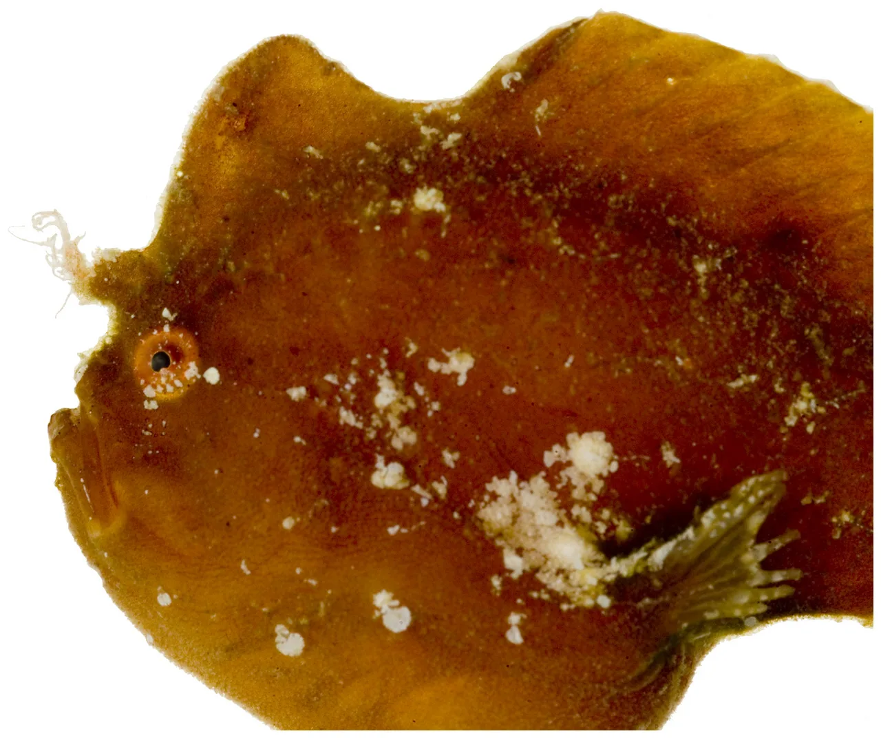 Antennarius pauciradiatus