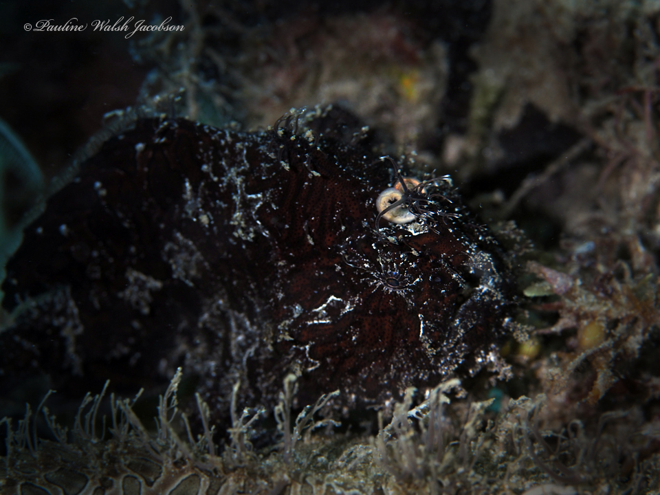 Antennarius scaber