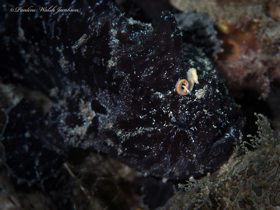 Antennarius scaber