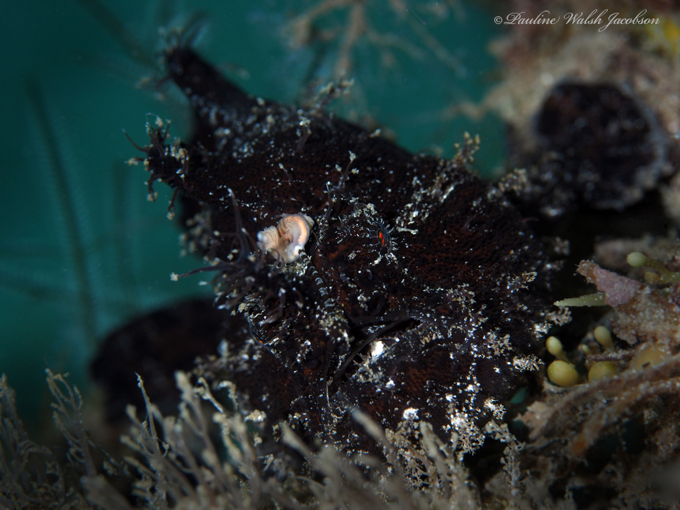 Antennarius scaber
