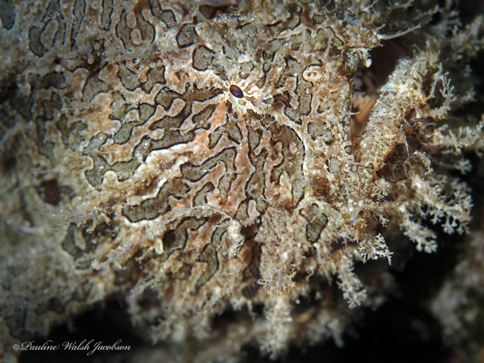 Antennarius scaber