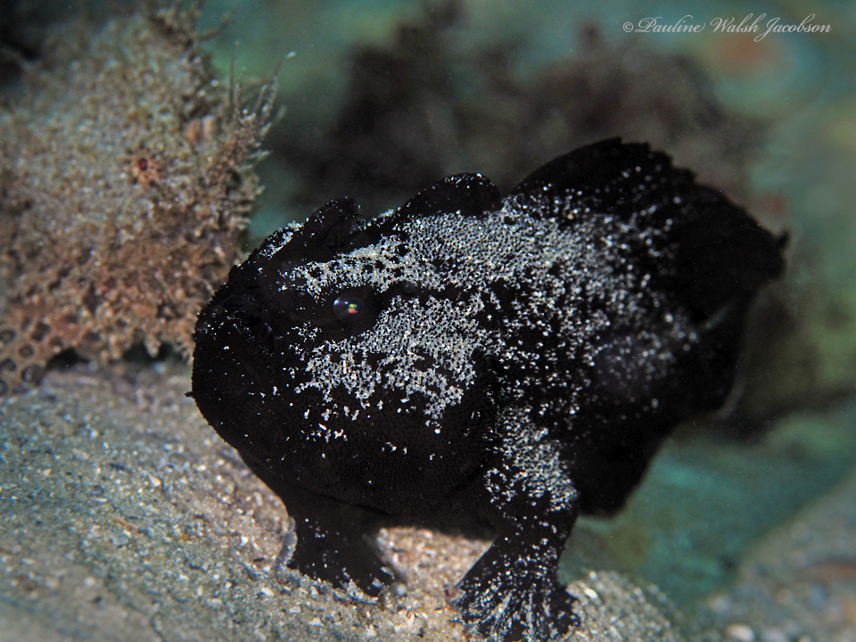 Antennarius scaber