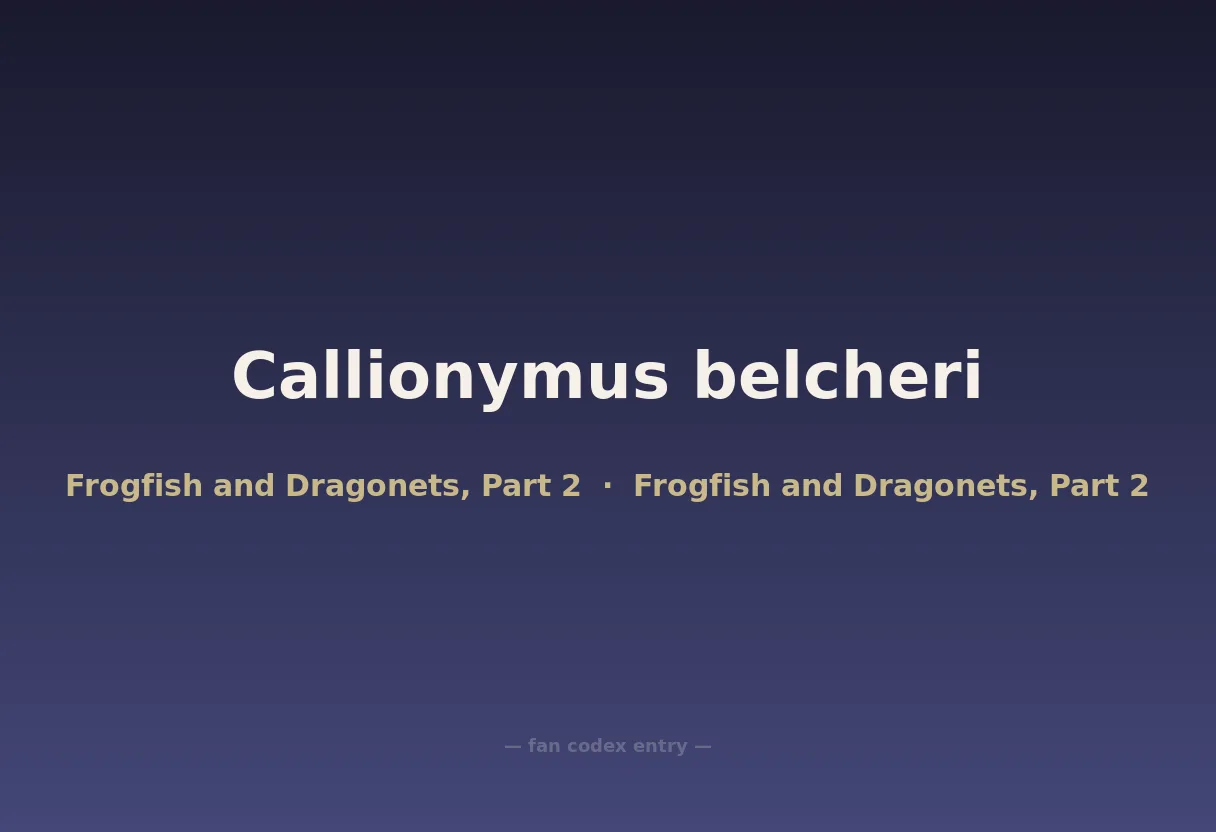 Callionymus belcheri