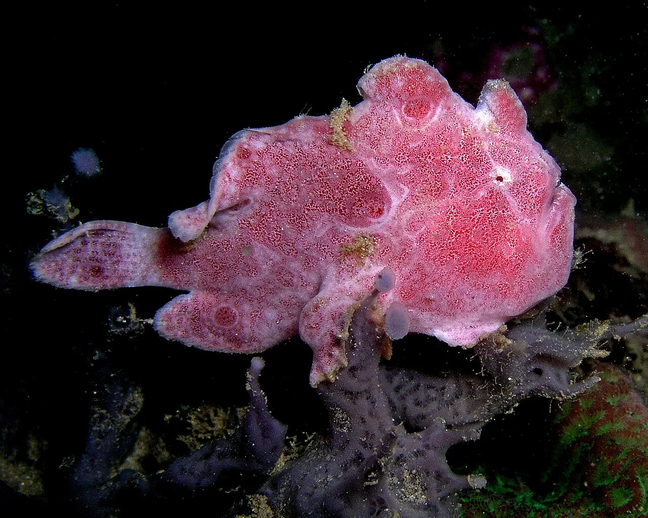 Ocellated frogfish