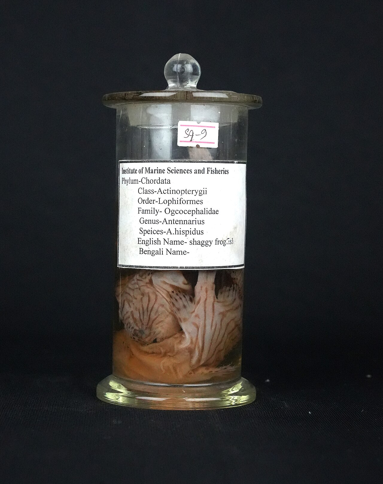 Shaggy frogfish