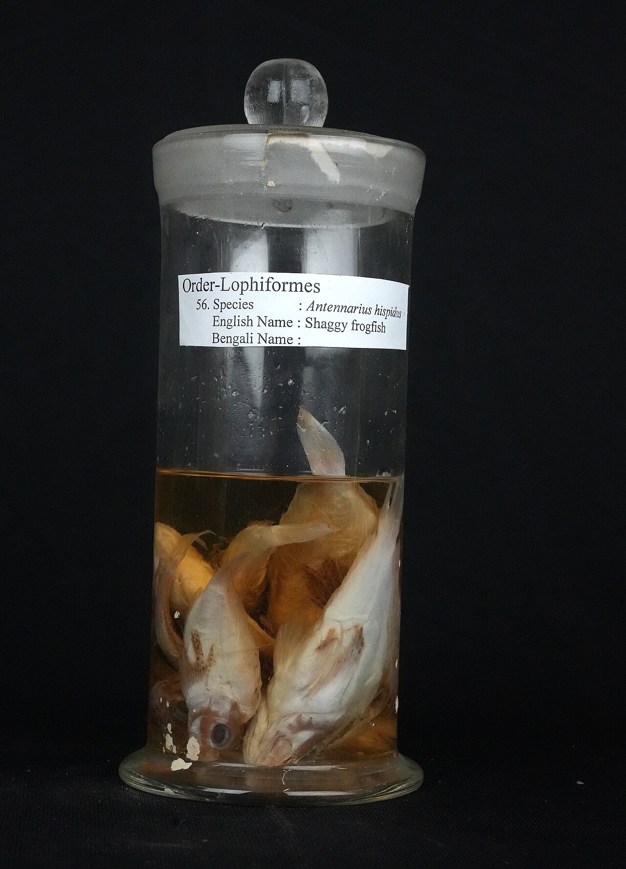 Shaggy frogfish