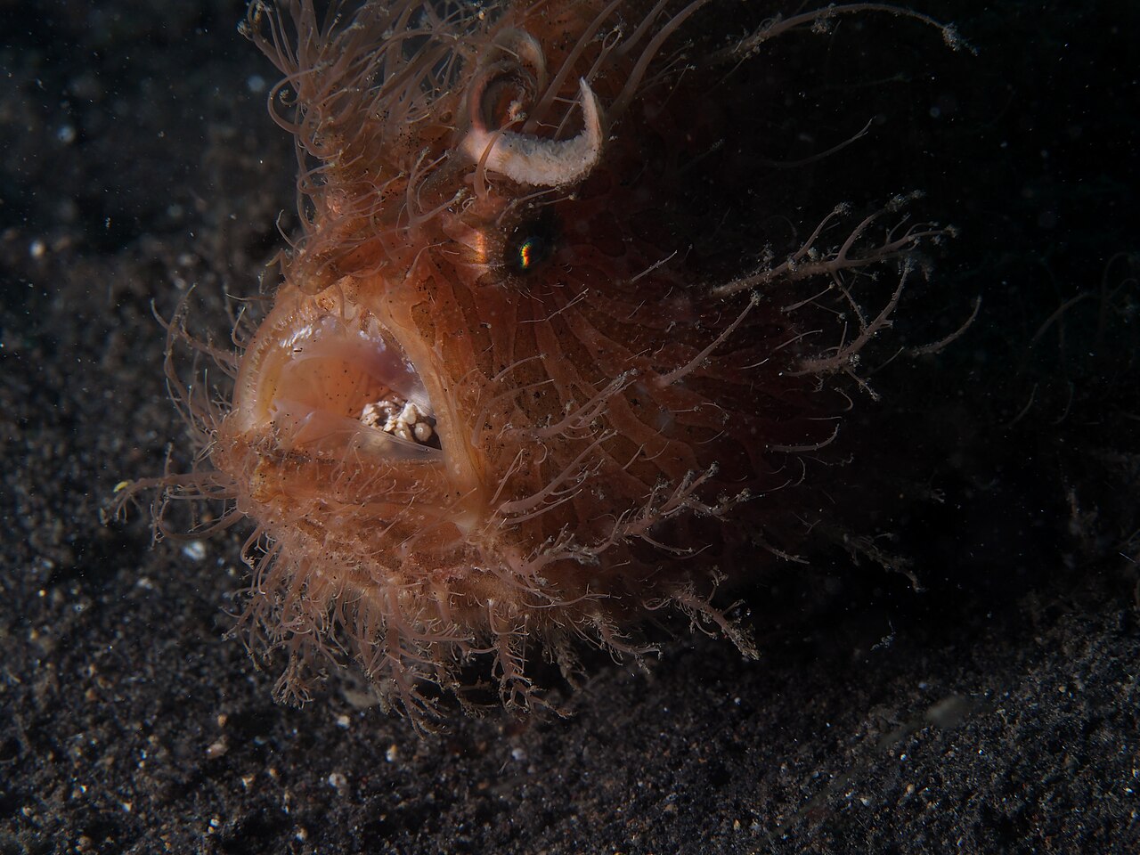 Striated frogfish