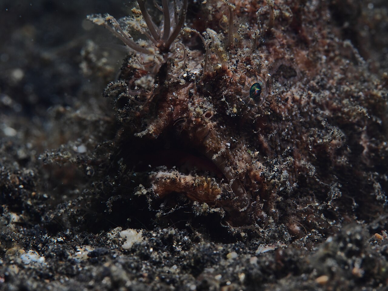 Striated frogfish