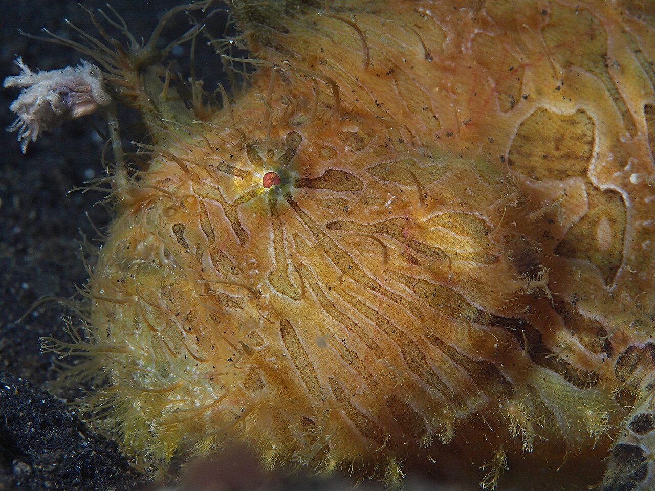 Striated frogfish