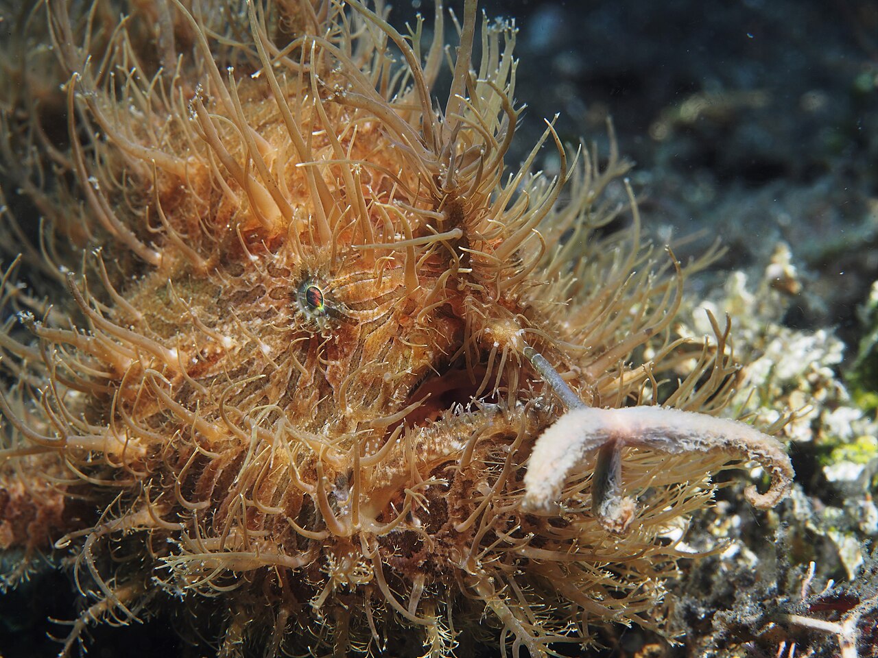Striated frogfish