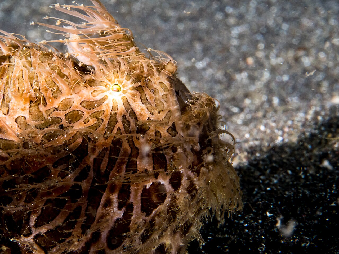 Striated frogfish