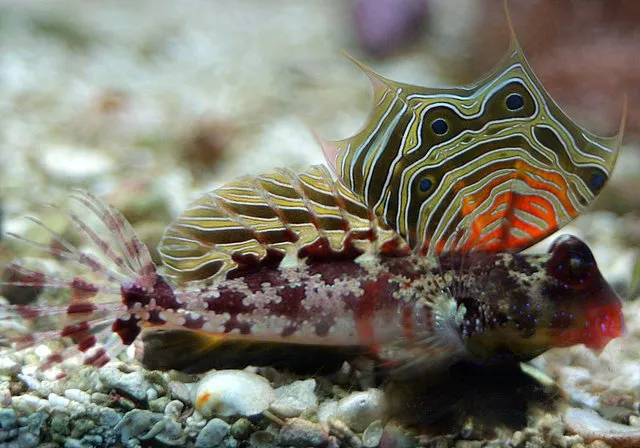 Ocellated dragonet