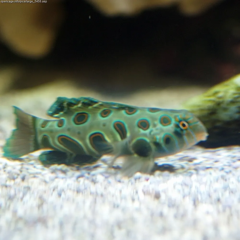 Picturesque dragonet