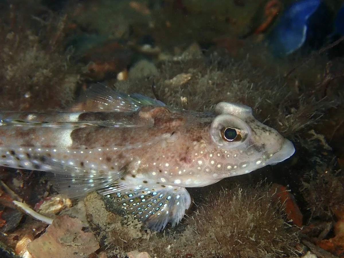 Spotted dragonet