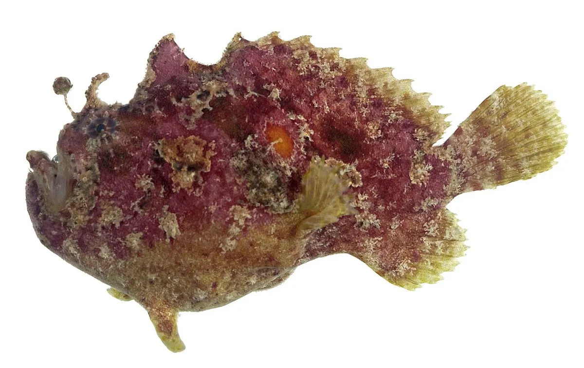 Abantennarius coccineus
