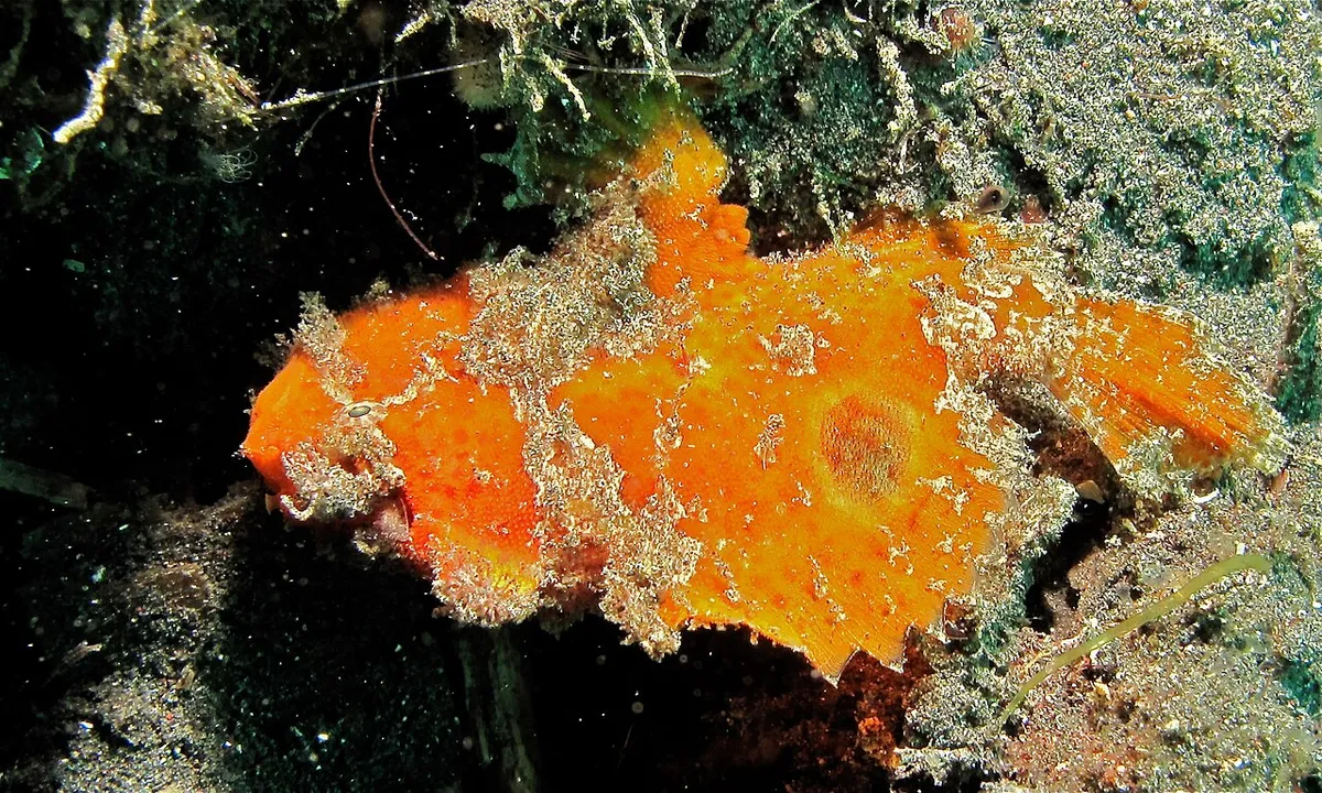 Abantennarius nummifer